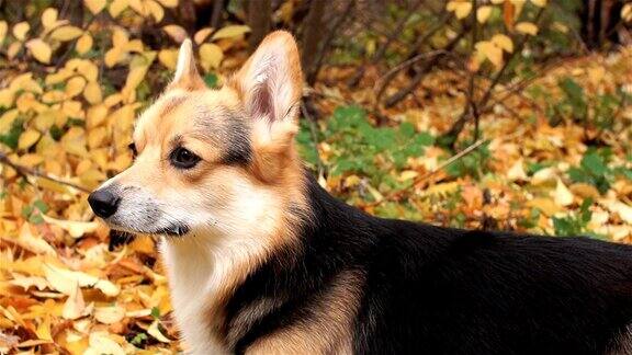 全景在美丽的秋天森林里散步的威尔士柯基犬