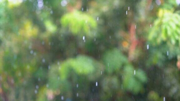 慢动作的雨落在模糊的绿色树的背景雨滴在白天和明亮的光是美丽的自然
