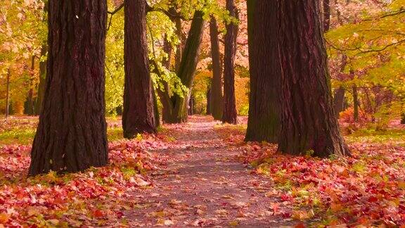 秋天公园安静的小巷