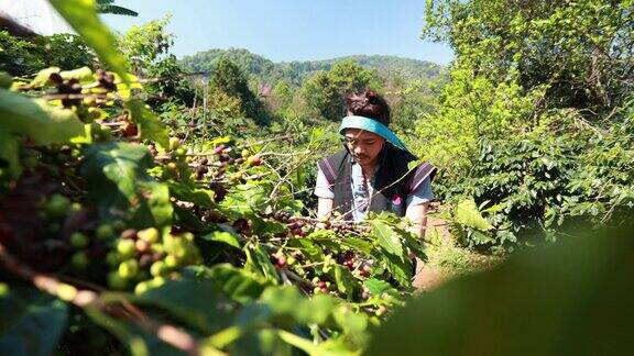 亚洲男子农民在咖啡树收获咖啡豆
