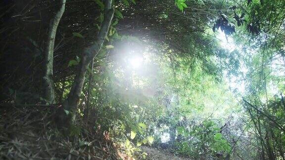 一条热带森林深处的小路阳光穿过树林
