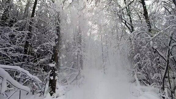 冬天雪花从树上飘落美丽的冬季自然景观缓慢拍摄降雪