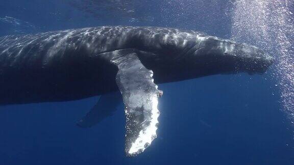 太平洋海底座头鲸母子的特写镜头