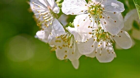 雨点从樱花滴下