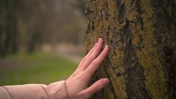 女性的手在森林里触摸树干的特写