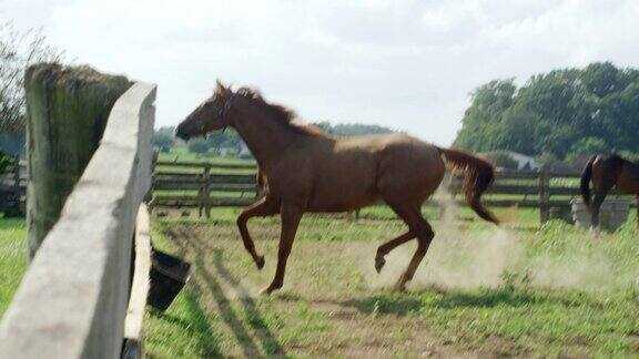 慢动作拍摄的一匹马奔跑和嬉闹在一个绿色的在一个阳光明媚的早晨在一个农场的围栏内的牧场