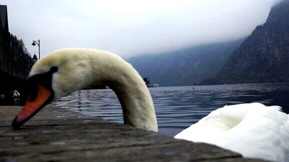 在奥地利秋天的背景下白色的天鹅在哈尔斯塔特湖边游泳