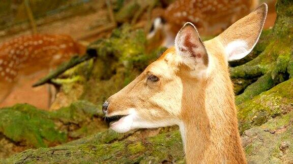 美丽的白尾鹿在阳光下休息特写慢镜头
