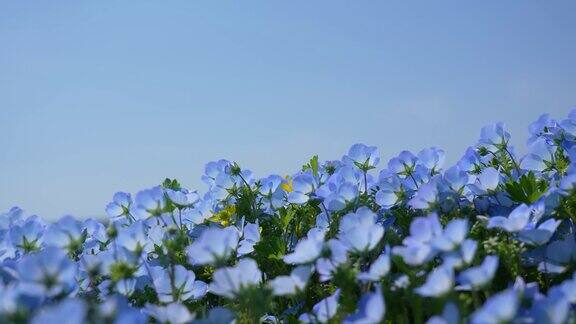 Nemophila小蓝花