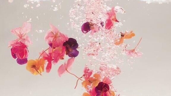 美丽的黄色粉红色的紫罗兰花瓣在水中