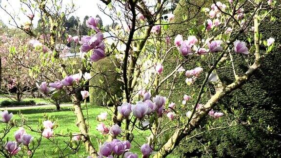 盛开的木兰树与美丽的花朵