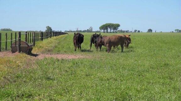 在夏季或春季的一个阳光明媚的日子里饮水器旁的一些奶牛和小牛正看着镜头突然开始逃跑