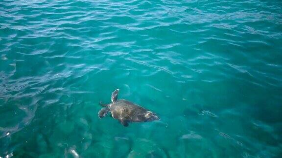 海龟在清澈透明的海水中游泳从以上观点