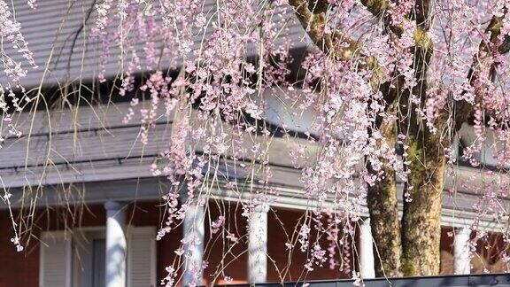 樱花在日本樱花角馆