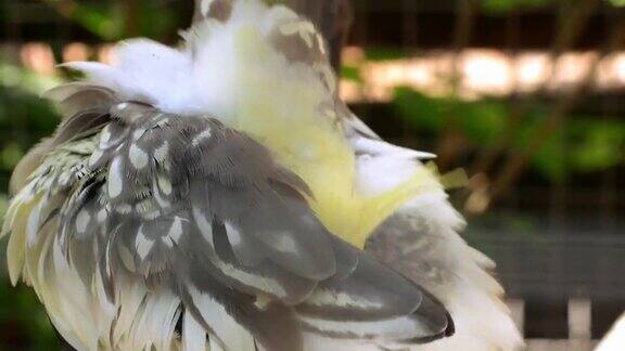 动物园笼子里的小黄鹦鹉近景鹦鹉正在清洗羽毛