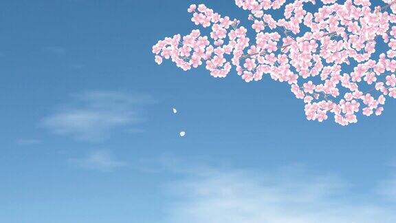 盛开的樱花随着蓝天开始飘落演示视频