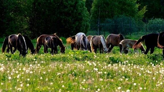 日落时在草地上吃草的马