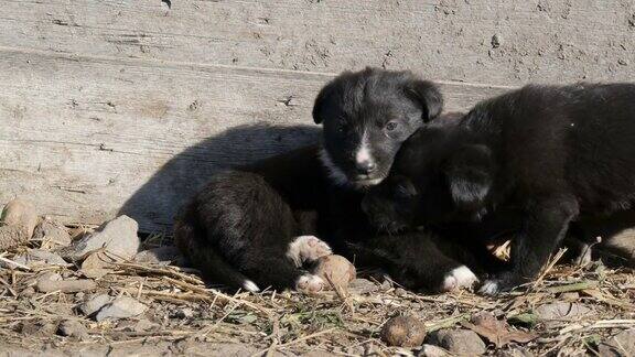 两只可爱的黑白相间的小狗躺在阳光下互相玩耍