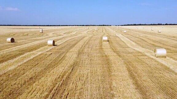 麦田里圆捆的麦草收获后形成了田间干草堆的景观