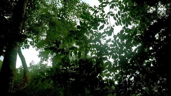 热带雨林中的热带雨