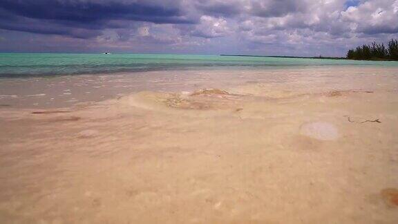 美丽的贝壳在海岸的沙滩上冲浪海景