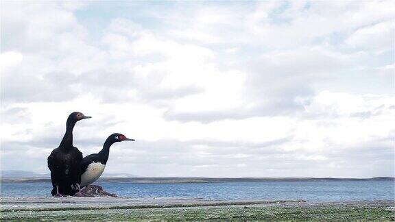 岩石沙格斯也被称为麦哲伦鸬鹚(Leucocarbomagellanicus)在福克兰群岛(IslasMalvinas)海岸南大西洋