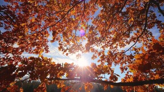 在秋天的树顶平移视频与落叶和阳光透过树叶