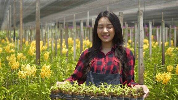 慢镜头近距离拍摄美丽的亚洲妇女农民捧着兰花