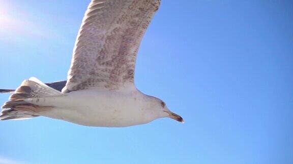 海鸥在美丽的蓝天上飞翔慢镜头