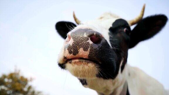 黑白搞笑牛咀嚼这只动物正看着摄像机特写镜头4k