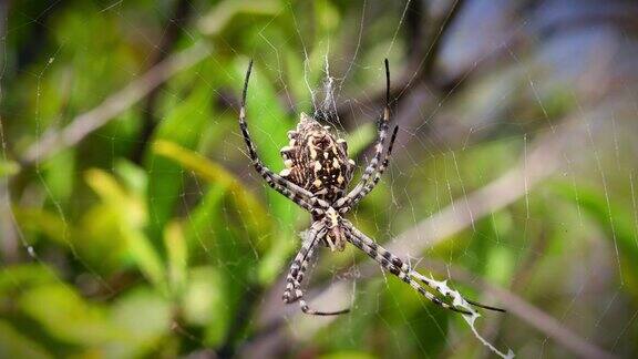 大蜘蛛挂在模糊的绿色背景的蜘蛛网上