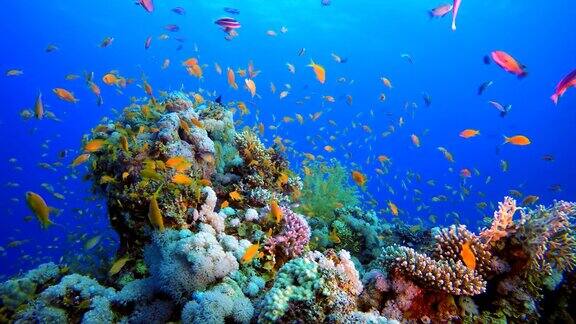 色彩斑斓的热带珊瑚礁