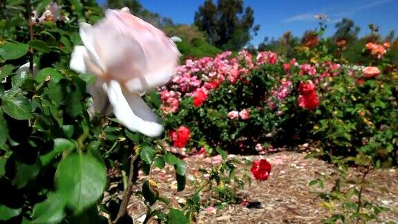 微风拂面的玫瑰花园