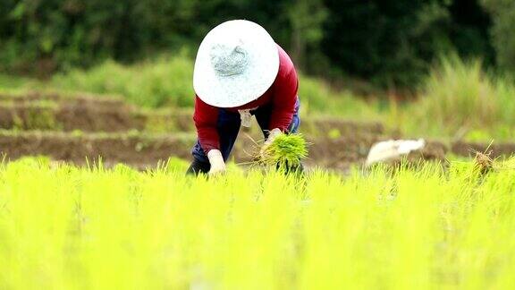 农民在稻田里种植水稻