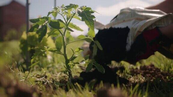 一名妇女在番茄植株周围施肥