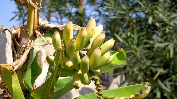 用4k慢镜头在种植园里种植香蕉
