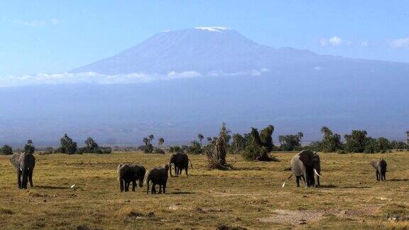 远处安博塞利的乞力马扎罗山上一群大象在吃草