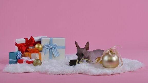 在皮毯上的Xoloitzcuintle旁边的圣诞球和礼物在粉红色的背景宠物试图打开礼物抓住它用牙齿绑着的丝带缓慢的运动近距离