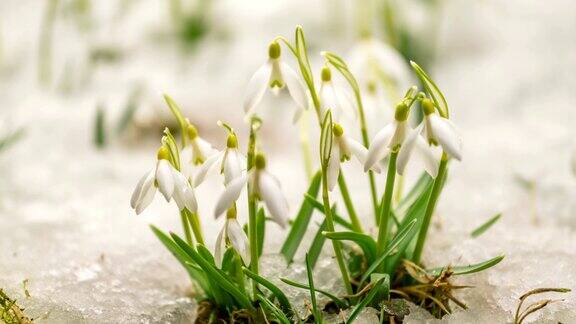 白色的雪花莲盛开在绿色的草地和雪融化在春天的时间流逝