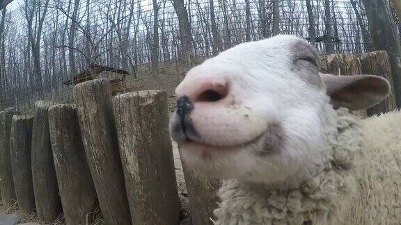 快乐的羊嚼着干草