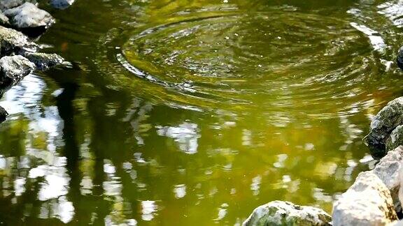池塘里浮着的鱼跳出水面和石头