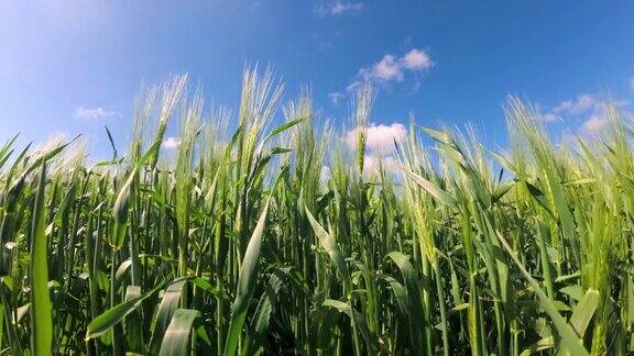 阳光明媚的日子里绿油油的麦田关闭了乡村景观、农地、草地、春田环境友好农业工厂化农业理念