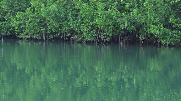 绿色的水面和红树林的根部泛起涟漪