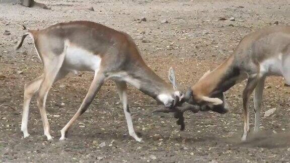 马鹿打架两只白尾鹿小鹿战斗鹿特写镜头花斑鹿脸白尾鹿在森林鹿的家庭鹿的头