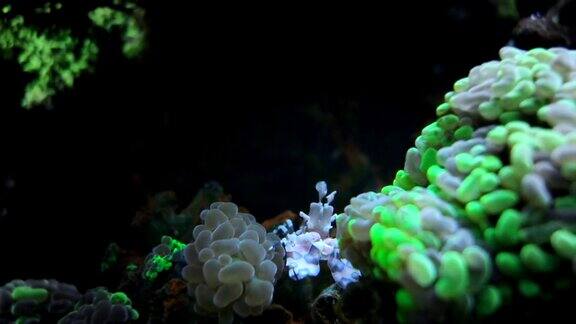 鱼缸里的虾和珊瑚礁