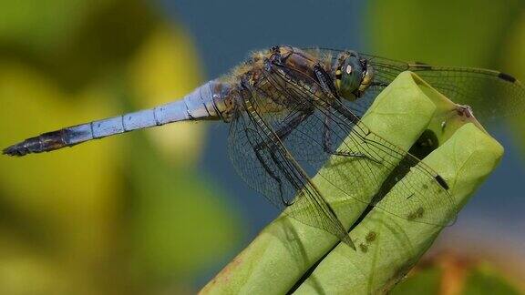 一只大蜻蜓在叶子上休息