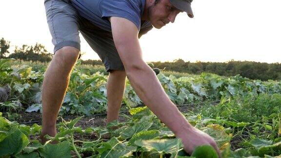 年轻的男性农民在有机生态农场采摘黄瓜