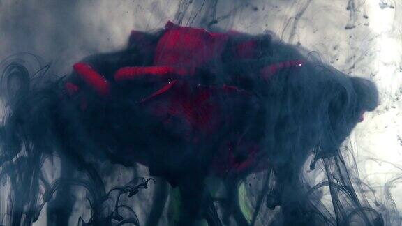 黑色墨水溅在玫瑰上面美丽独特特写