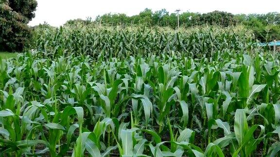 玉米农场有机农田中的玉米田