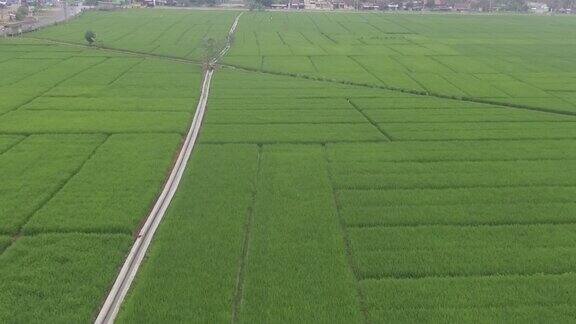 鸟瞰稻田在印度尼西亚风景-股票视频